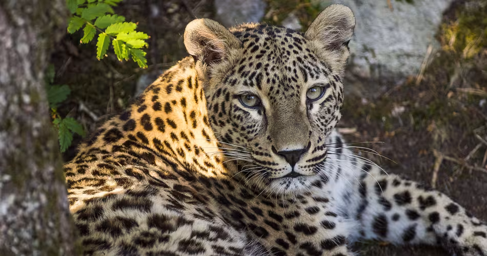 Dans les années 50, la chasse, la destruction des habitats et le déclin de ses proies font baisser drastiquement le nombre de panthères de Perse.