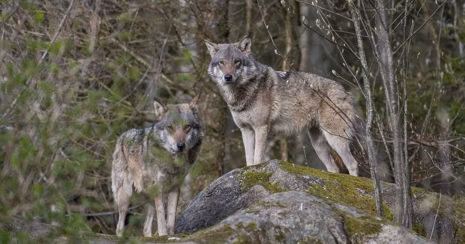 Canis lupus