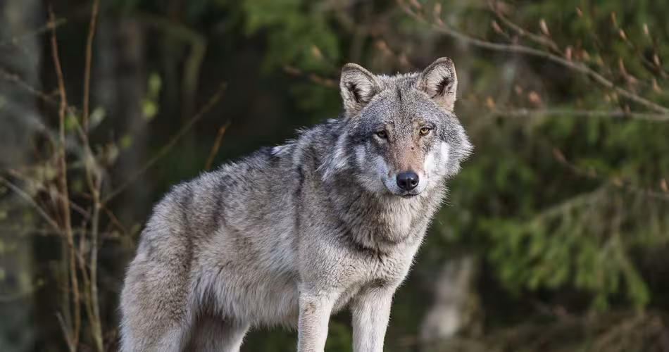 Canis lupus