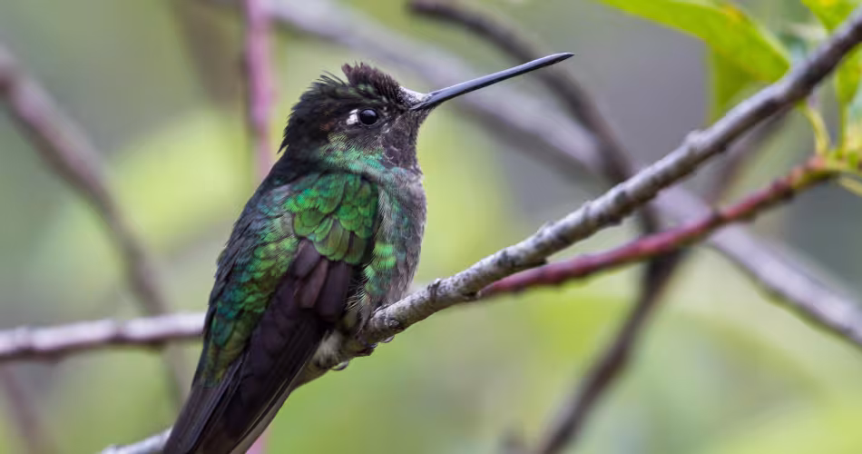 D'après l'UICN, une dizaine d'espèces d'oiseaux voient leur sort évoluer favorablement.