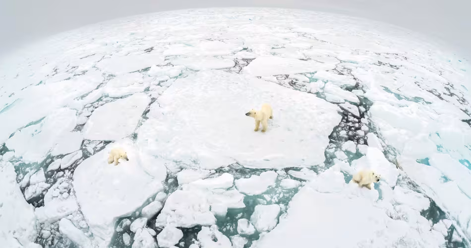 Si la fonte de la banquise continue à ce rythme, la population d'ours polaires (Ursus maritimus) devrait être réduite de plus de deux tiers d'ici le milieu du 21ème siècle.
