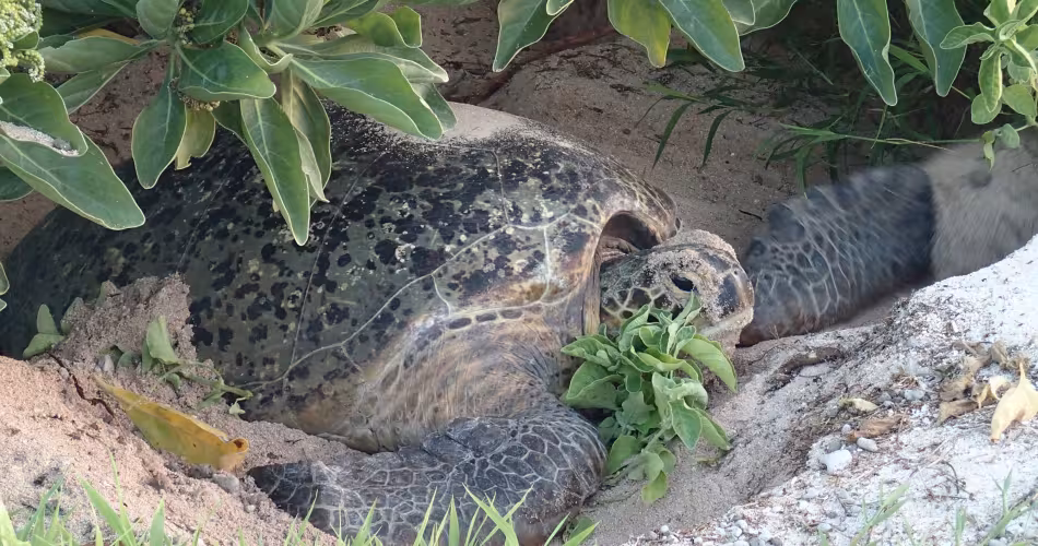 Tortue verte (Chelonia mydas) sur l'archipel des Chesterfield