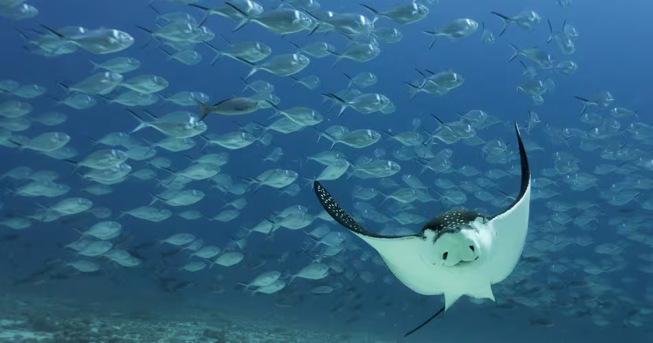 Une raie léopard (Aetobatus narinari) dans les Îles Galápagos.