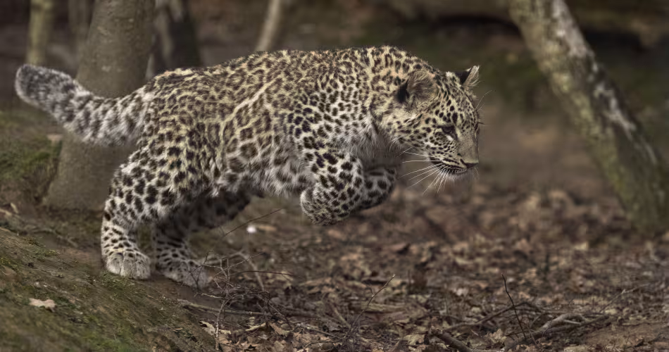 Disparue dans les années 1950, la panthère de Perse (Panthera pardus saxicolor) est de retour dans le Caucase.