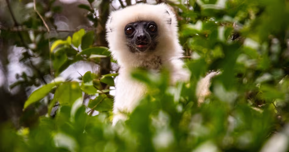 Propithèque soyeux - Madagascar