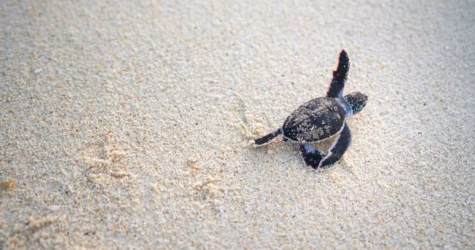 Caretta caretta
