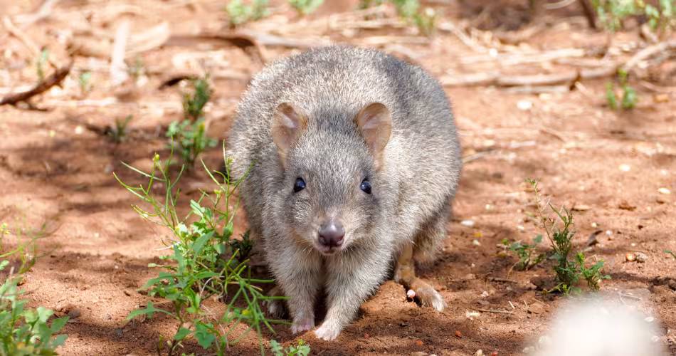 Une bettongie à queue touffue (Bettongia penicillata) dans le Zoo Monarto, Australie-Méridionale