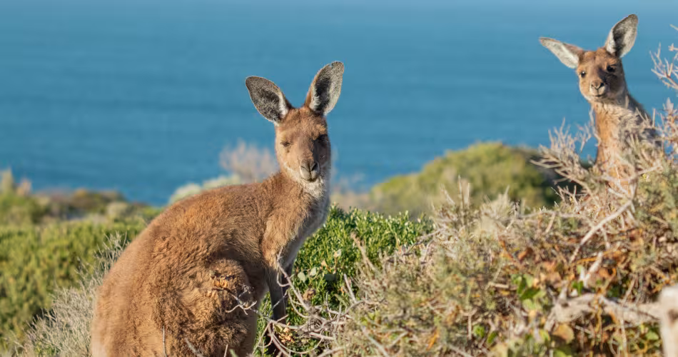 Des kangourous proche du phare de Cape Spencer dans le parc national Innes, Peninsule Yorke, Australie-Méridionale.