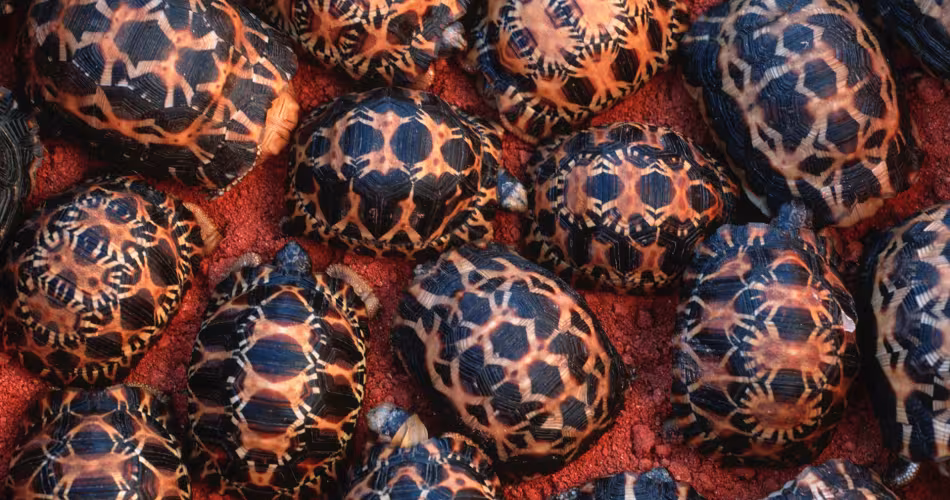 Des jeunes tortues
