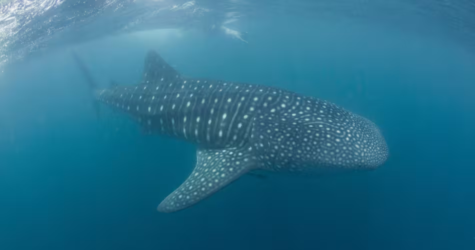 Un requin-baleine nageant dans le sanctuaire de Donsol au large des Philippines.