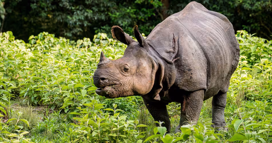 Il ne resterait plus que 3 500 rhinocéros unicornes d'Inde (Rhinoceros unicornis) dans le monde.