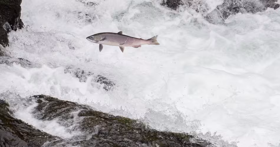 Le saumon est l'une des espèces les plus consommées au monde.