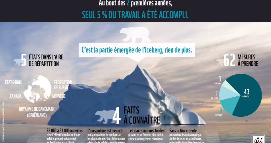 Infographie scorecard ours polaire