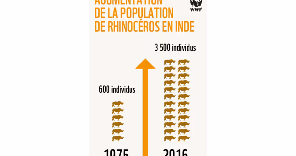 Statistiques augmentation de la population de rhinocéros en Inde