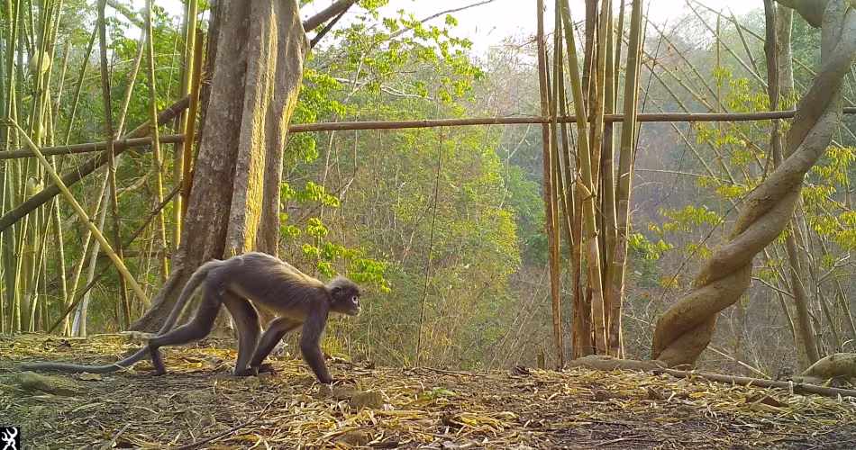 Trachypithecus popa