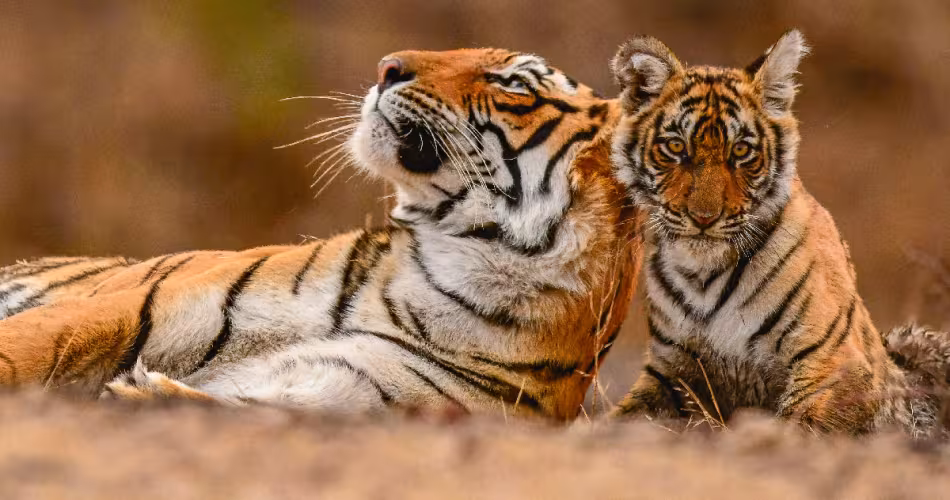 Tigre-et-son-petit-allongé