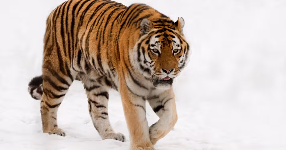 Après un gros risque d'une disparition totale, le tigre de l'Amour revient peu à peu.