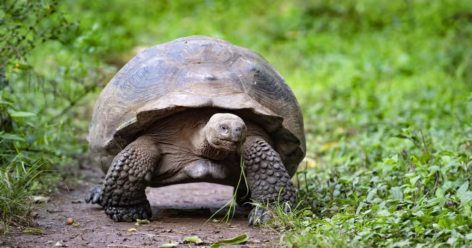 Malgré la mise en place de mesures de protection dans de nombreux pays, les tortues restent menacées. 