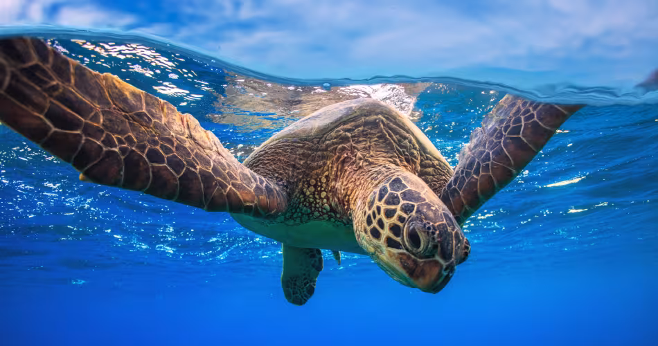 Tortue verte