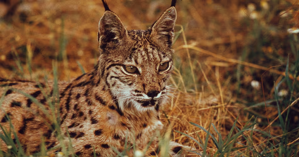 En 2002 le lynx ibérique ( Lynx pardinus) est classé dans la liste rouge de l'IUCN comme espèce en danger critique d’extinction. 
