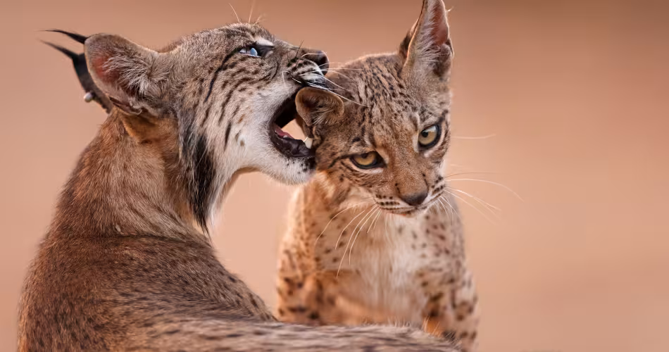 Une femelle lynx (Lynx pardinus) caline son enfant.