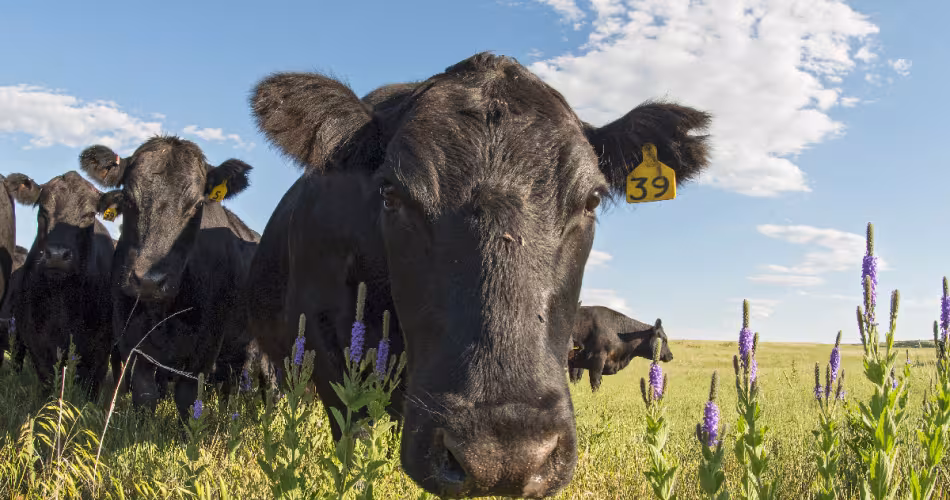 Vache-Dakota-du-Sud
