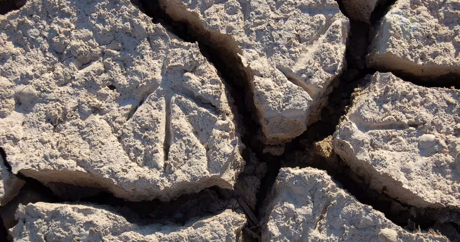 Des empreintes d'oiseaux sur le sol sec du Parc national du Coto Donana, Espagne.