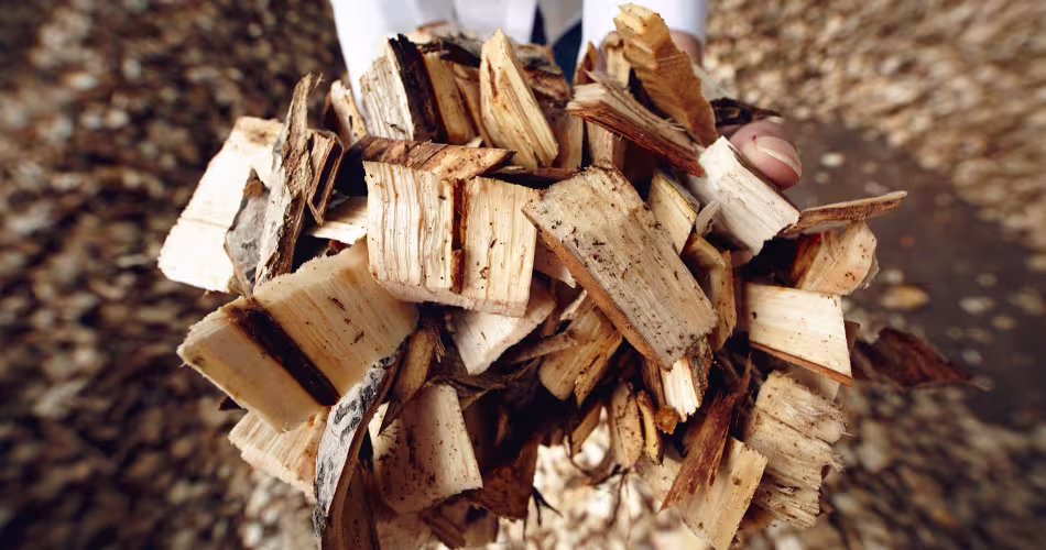 L’exploitation du bois qui a servi à produire la pâte à papier se fait proche de l’usine, le bois étant lourd.