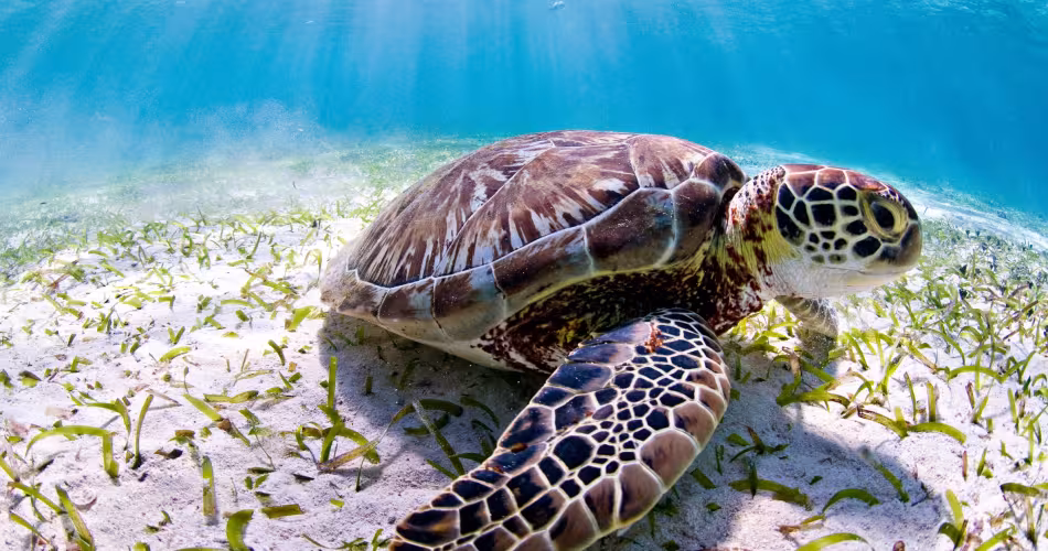 Tortue marine, Hol Chan Marine Reserve (Belize)