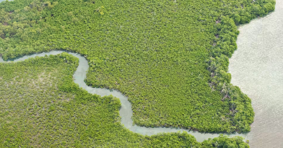 Vue aérienne du récif et de la mangrove entre la ville de Bélize  et Ambergris caye