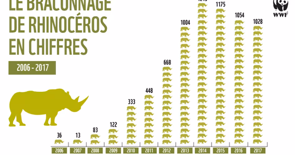Infographie rhinocéros braconnés 2017