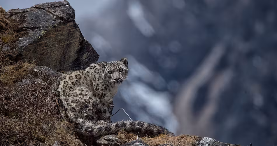 Yalung, 4ème panthère des neiges a s'être fait posé un collier satellite, Kangchenjunga Conservation Area on 8 May 2017 (Népal)