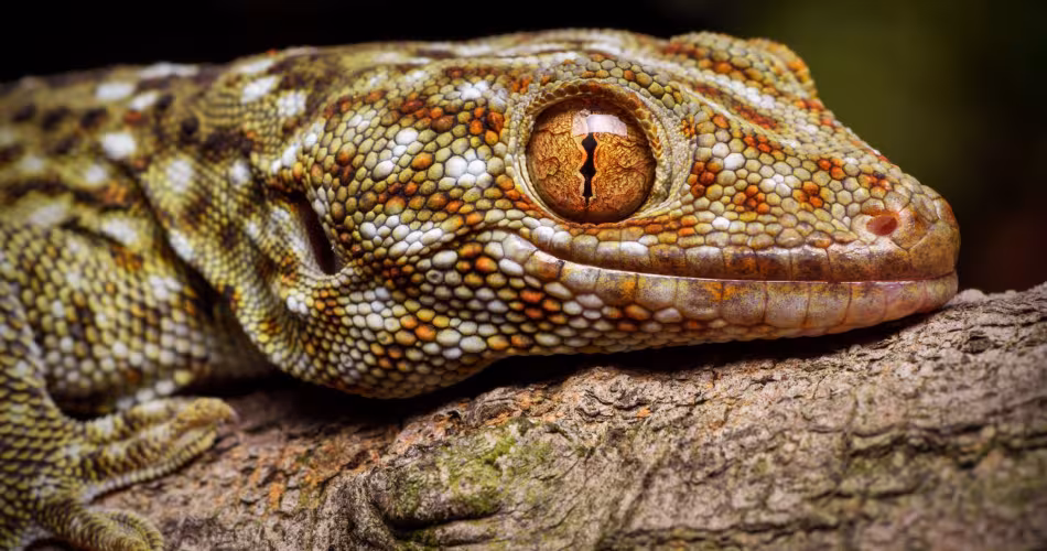 Tokay gecko, Chine