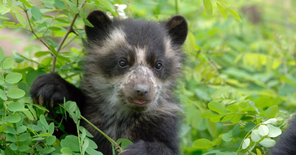 Ours à lunettes en Amérique du Sud (Tremarctos ornatus)