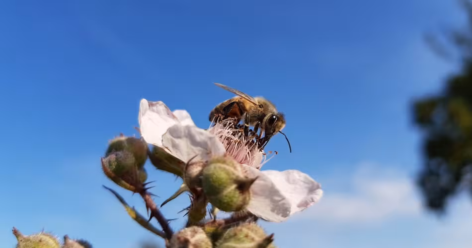 Abeille à miel de l'Ouest (Apis mellifera), Pays Bas