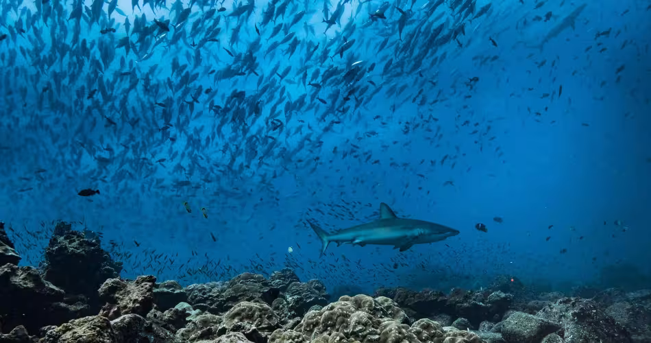 L’horizon s’éclaircit pour pour les requins et les raies