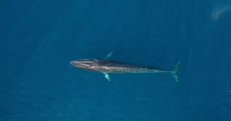 Rorqual commun dans le sanctuaire Pelagos