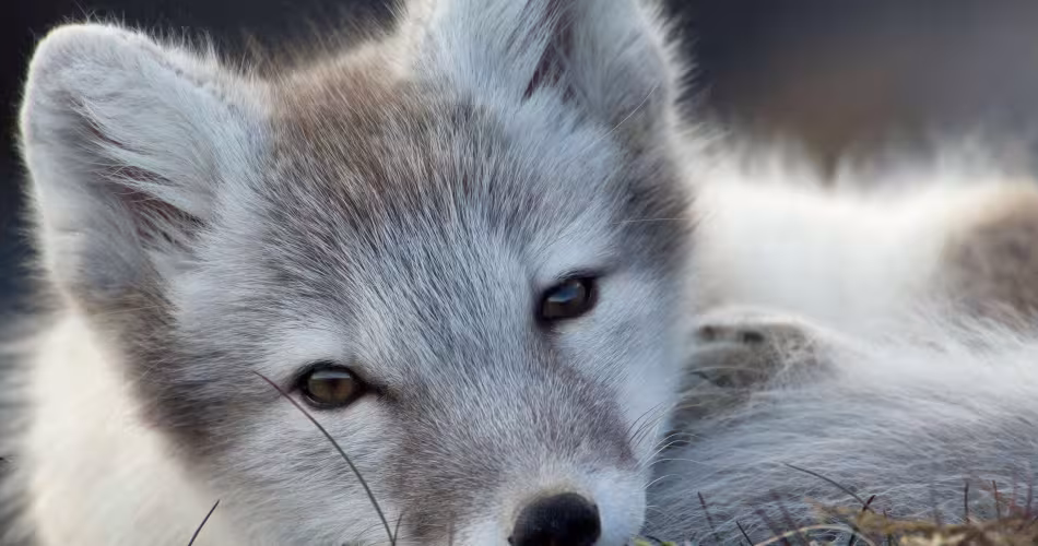 Heureux événement chez le renard d’Arctique