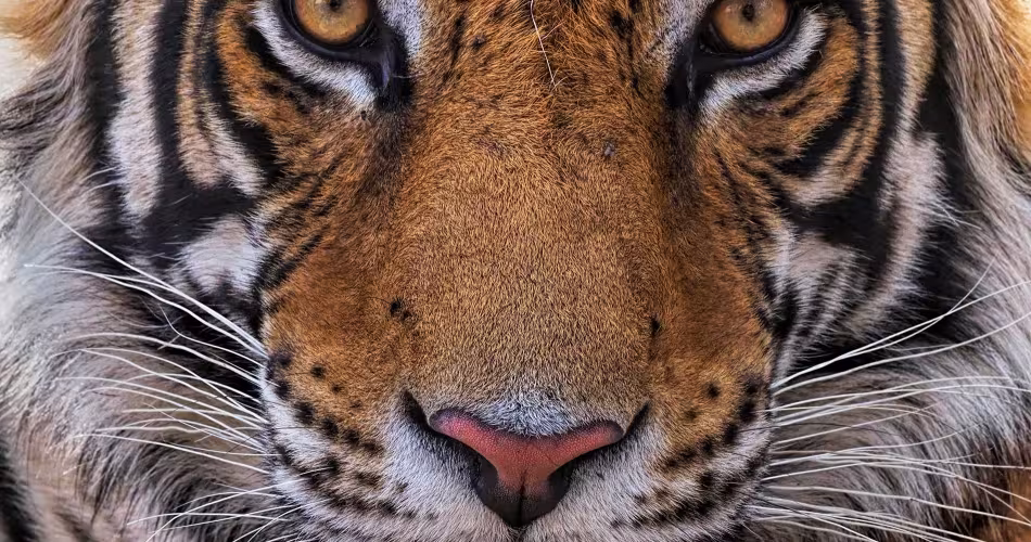 Panthera tigris