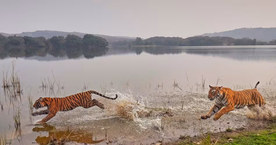 Panthera tigris