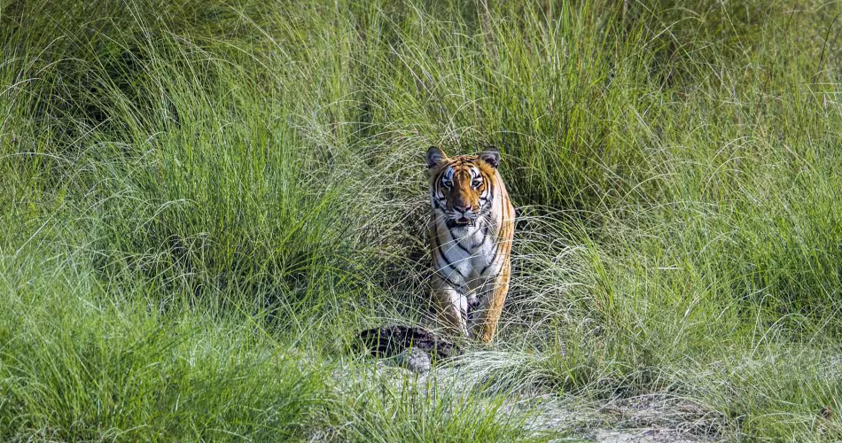 Tigre dans le parc national Bardia au Népal