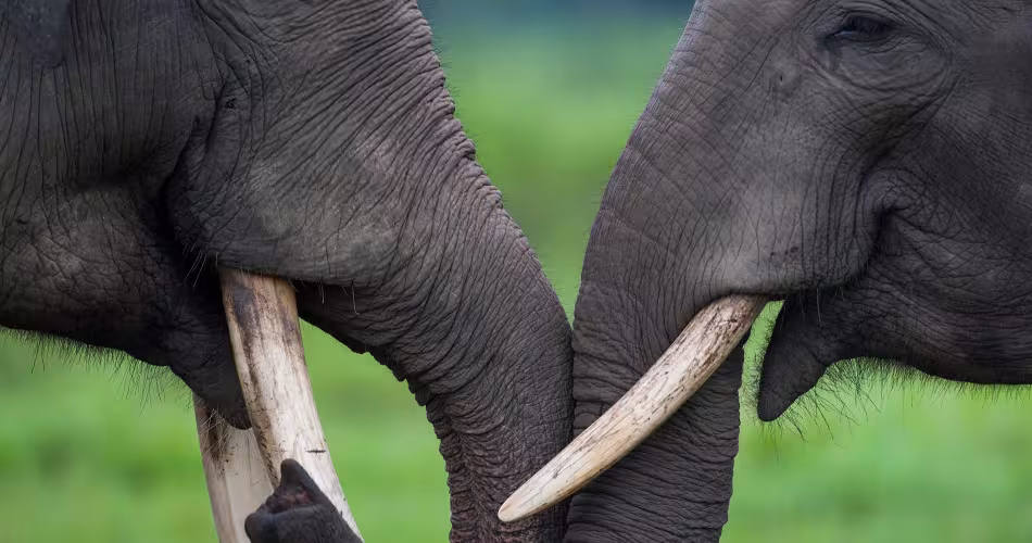 Eléphants d'Asie