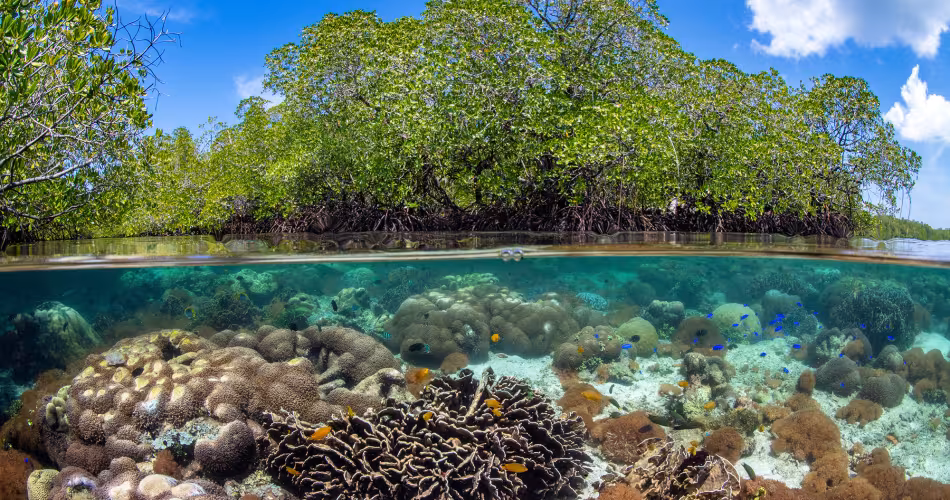 Longue vie aux coraux d'Indonésie - corals and island indonesia
