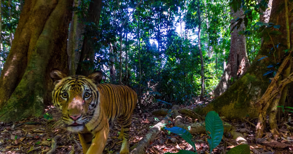 Tigre de Malaisie
