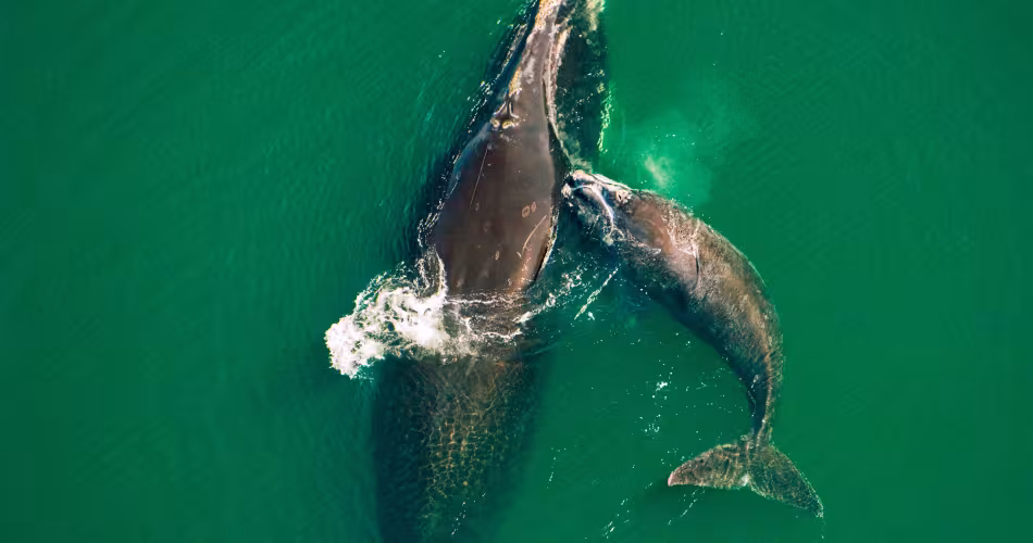 Eubalaena glacialis