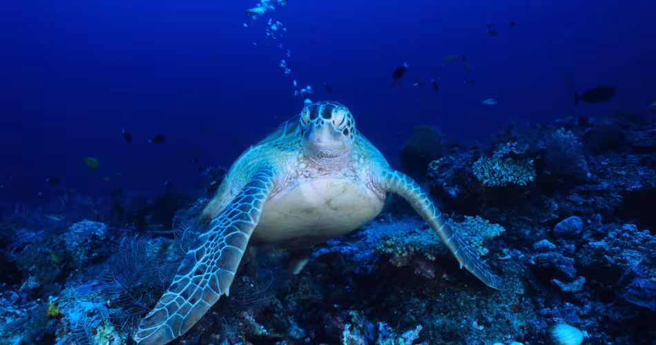 Tortue marine dans les fonds marins