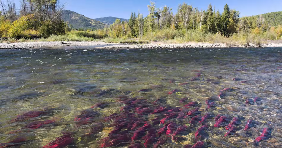 Au Canada, le saumon retrouve son chemin