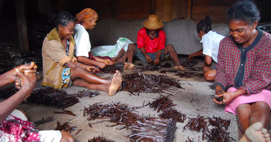 Famille qui cultive la vanille à Madagascar 