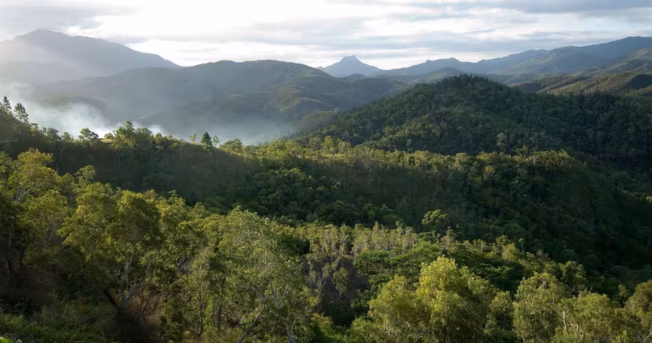 Forêt de Nouvelle-Calédonie