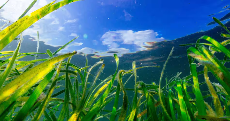 Herbiers sous-marins